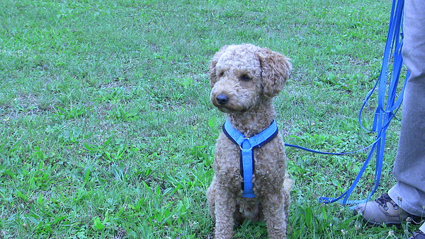 med_Nelson - Fraktur und Patella-Lux .jpg (600 x 338)